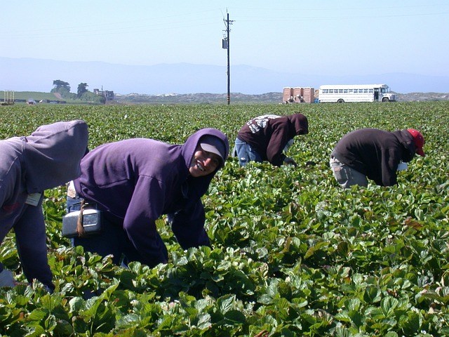 Farmers working in field